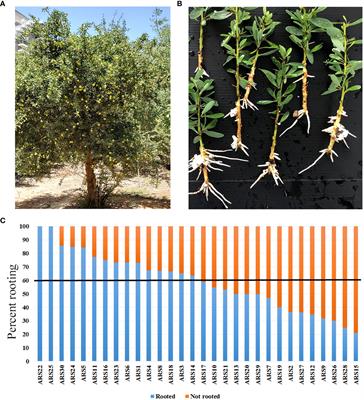 Comparing adventitious root-formation and graft-unification abilities in clones of Argania spinosa